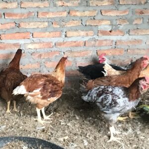 Pollos y Pollas de Campo